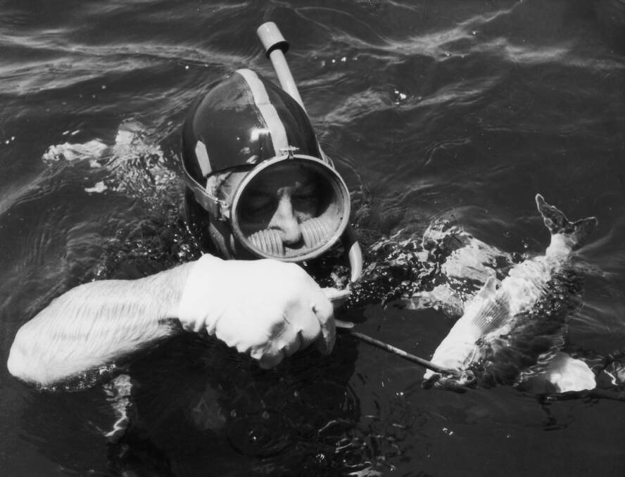 Australian prime minister Harold Holt disappeared in 1967 while spear-fishing at Portsea near Melbourne. 								 Photo: Evening Standard/Getty Images