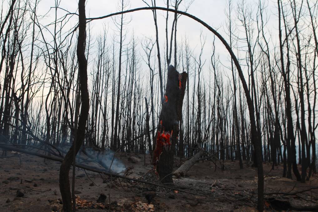 The changed landscape after the bushfires along Baradine Road near Coonabarabran. Photo: Jacky Ghossein