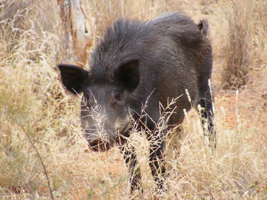 A feral pig hunting competition is planned for Bourke this weekend to raise money to help support cancer patients from the town. Photo contributed