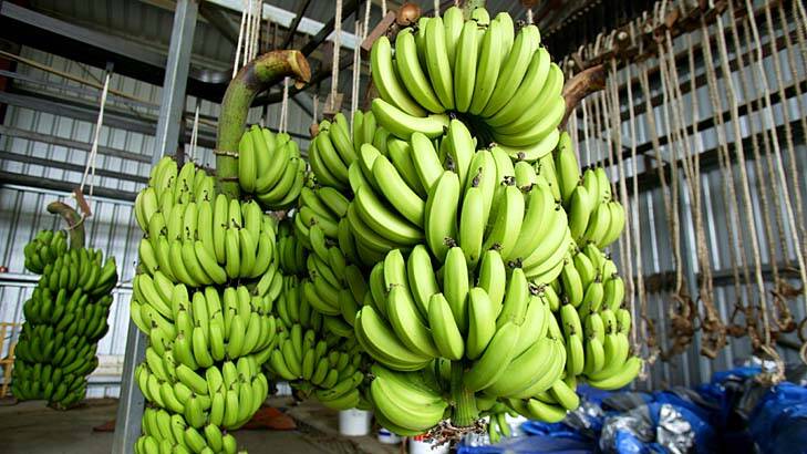 Not good enough: Up to 30 per cent of the north Queensland banana crop is wasted before it even reaches consumers. Photo: Robert Rough