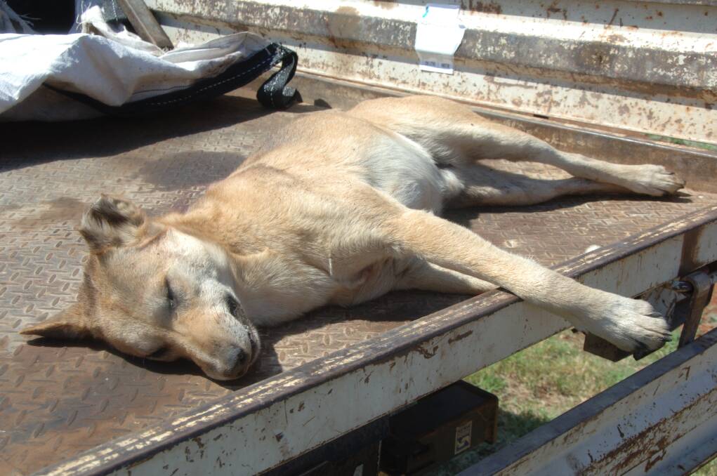 A wild dog that was shot in the Ballimore district in 2009 after about 50 sheep and lambs were killed on a local grazier's property in a two-month period.		       					File photo