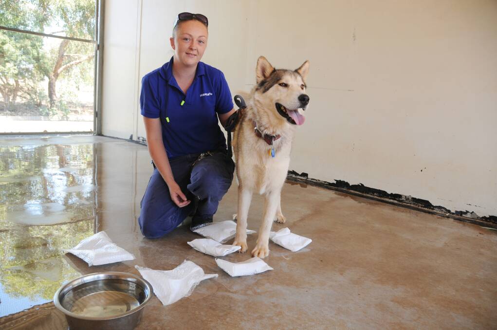 Kristy Forrest with Wolfie at the Dubbo City Animal Shelter. 
Photo: AMY MCINTYRE