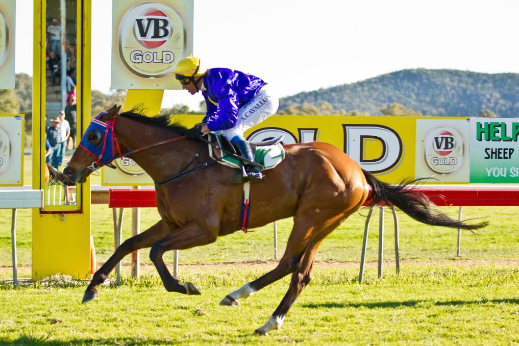 WEIGHTED EXPECTATIONS: Toranaga trainer Bob Howe believes his Mudgee Cup hope is at a disadvantage carrying 57 kilograms.  
Photo: JANIAN MCMILLAN (www.racingphotography.com.au)