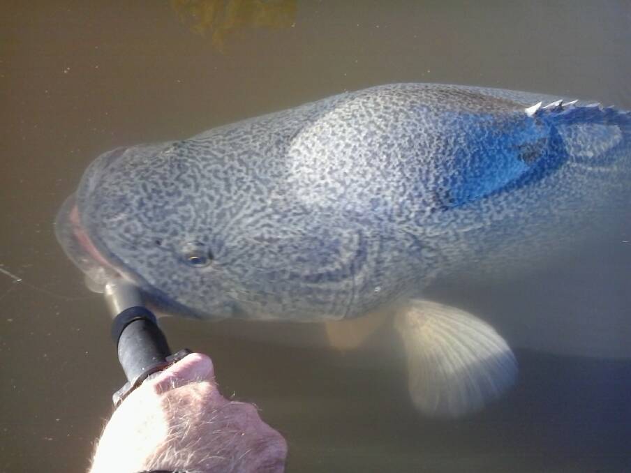 Metre-plus Murray cod were once a common catch on the Macquarie River and still turn up on occasion, often close to major centres such as Dubbo.