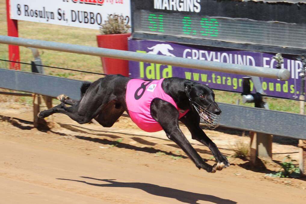 Too Hotta Stop surprised the field to win at Dawson Park yesterday. 						   Photo: Belinda Soole