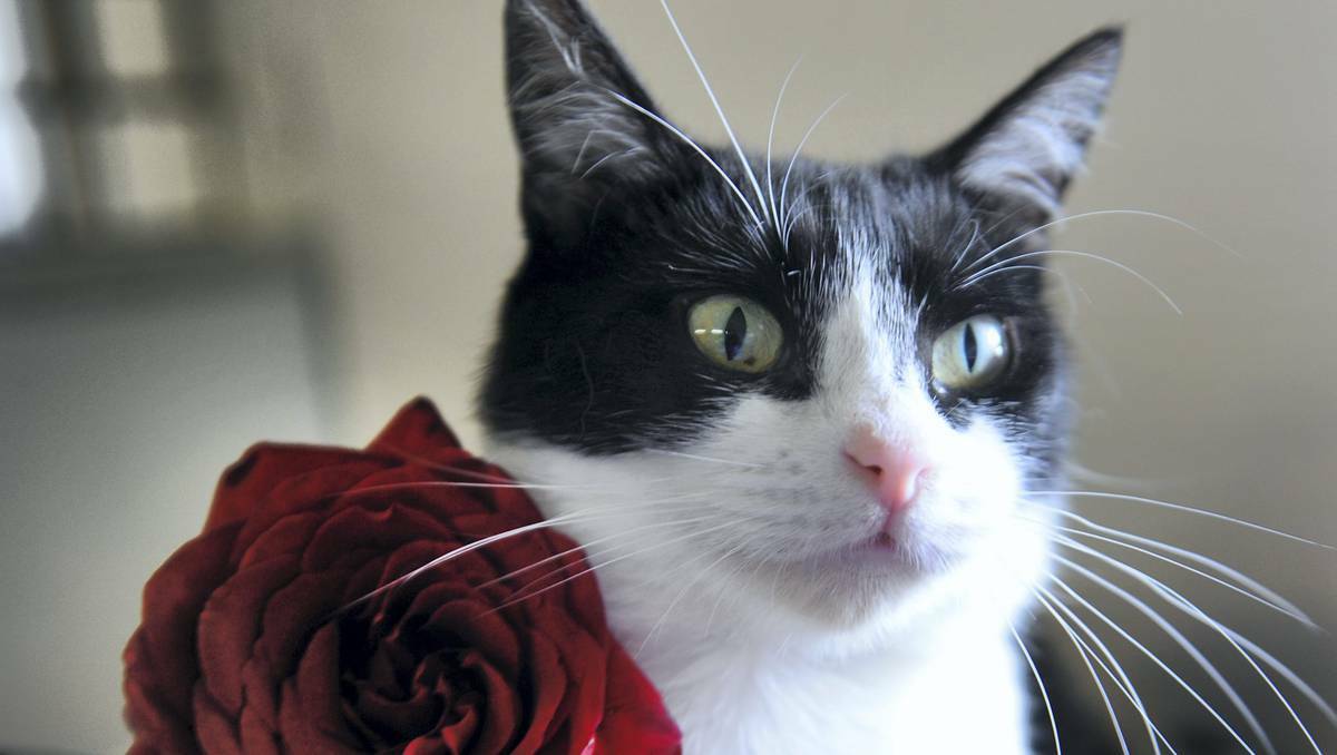 LAUNCESTON: An 18-month-old cat for sale at the RSPCA, who are encouraging couples to consider adopting a feline friend this Valentine's.