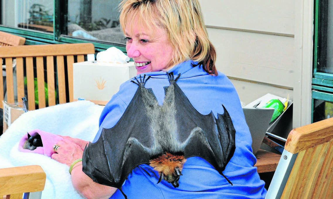 ORANGE: When it comes to saving the koala the expression goes “no tree, no me”, but the slogan could easily be reversed when it comes to flying-foxes, according to WIRES volunteer Pamela Dury