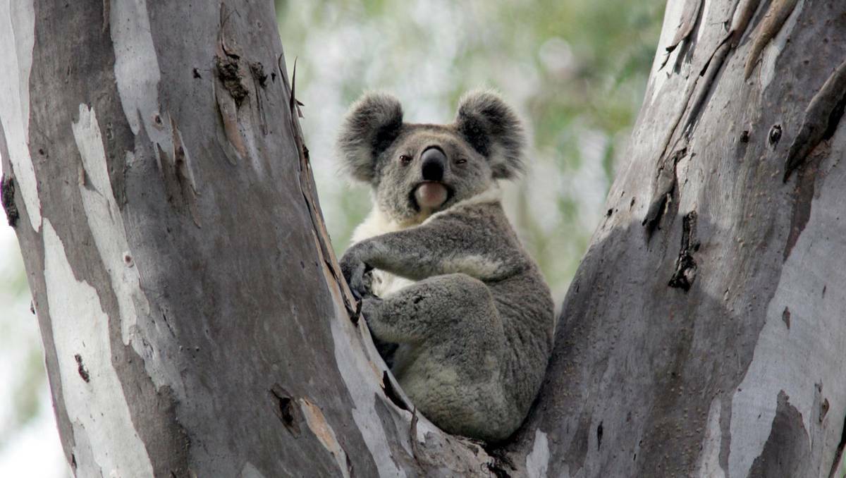 APRIL: The Annual Narrandera Koala Count takes place each April and volunteers measure the local koala population.