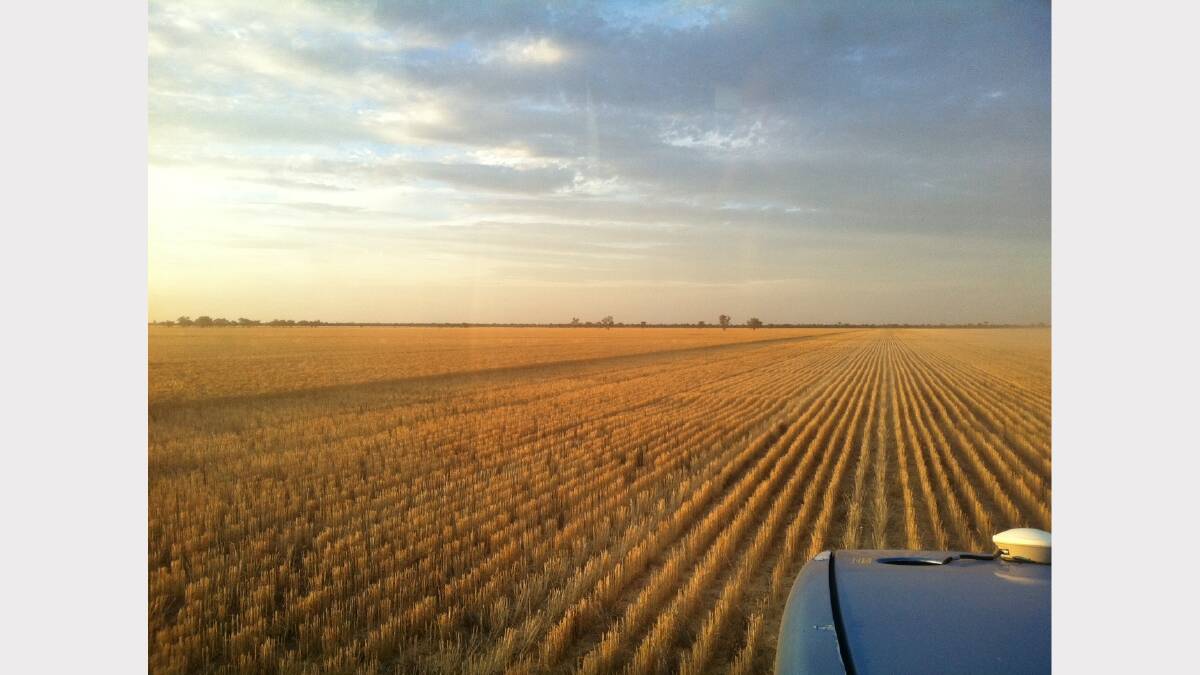 Harvest time Photo: ERIN MANNIX
