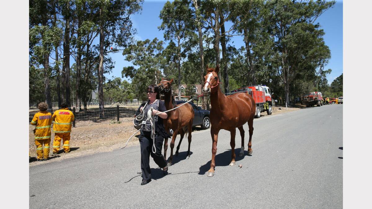  Horses being relocated at the Stocktrington road  fire near Minmi. picture by Dean Osland