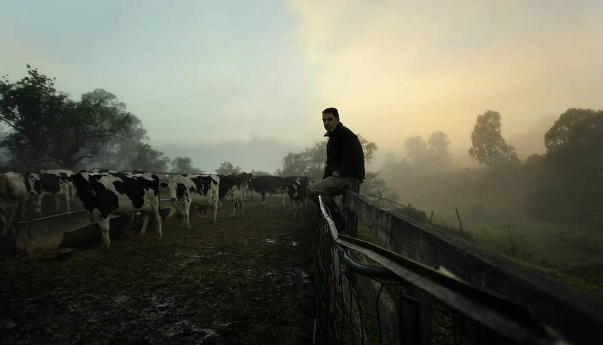 Portrait of dairy farmer Tom Fairly on his family dairy farm "Country Valley" in Picton, NSW. Photo: Kate Geraghty 