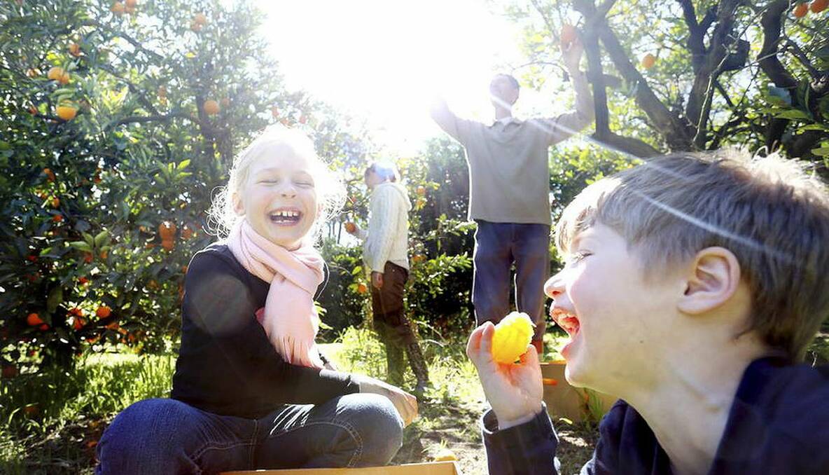 Fruit picking. Manning (3) and Isabella (7) help their parents Bradley and Felicity Johnson pick oranges at Schofields Orchards in Richmond. Farmers in the Hawkesbury are increasingly turning to pick your own, opening their orchards to the public. Photo: brianne.makin@gmail.com 