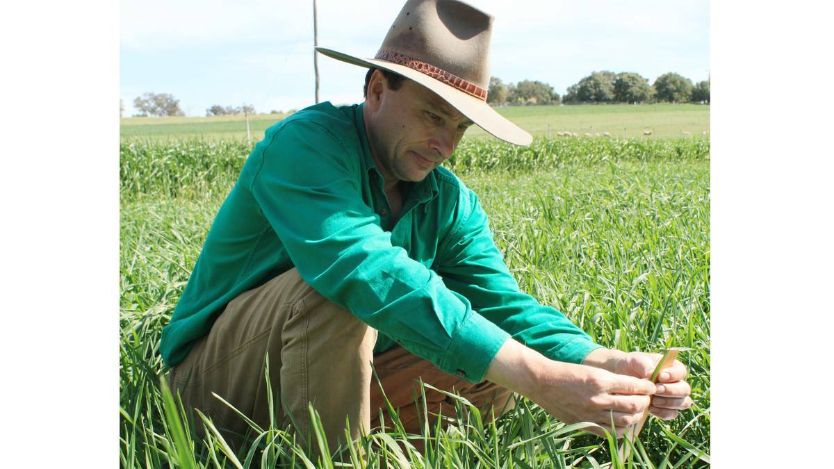 COWRA: Matt Newell checking out a perennial wheat crop