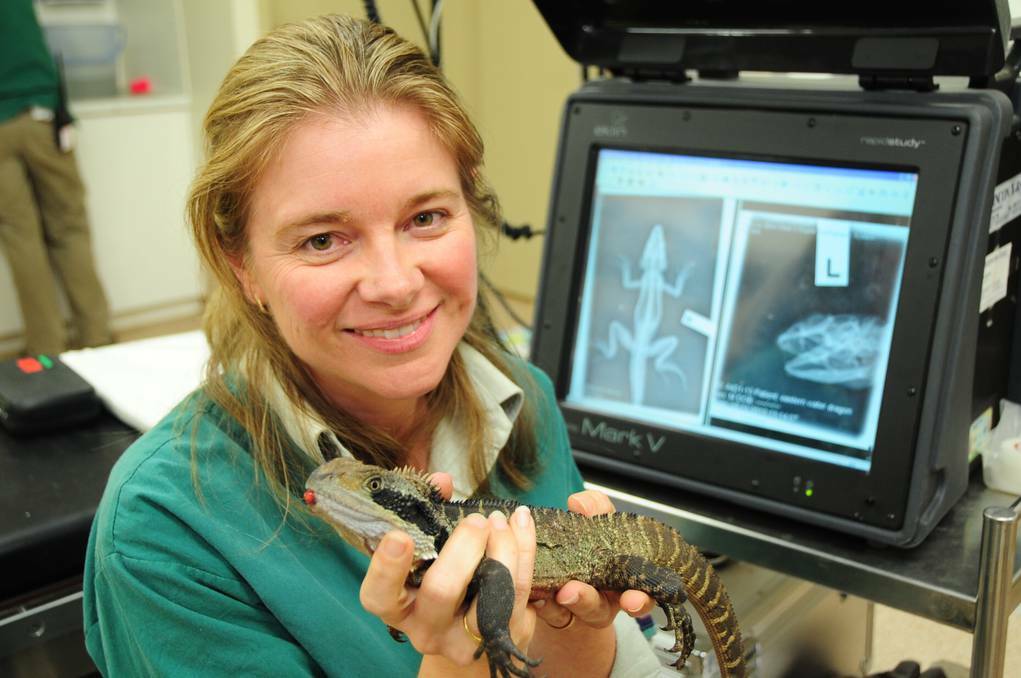 Taronga Western Plains Zoo vet Dr Michelle Campbell with the injured eastern water dragon. Photo: BELINDA SOOLE