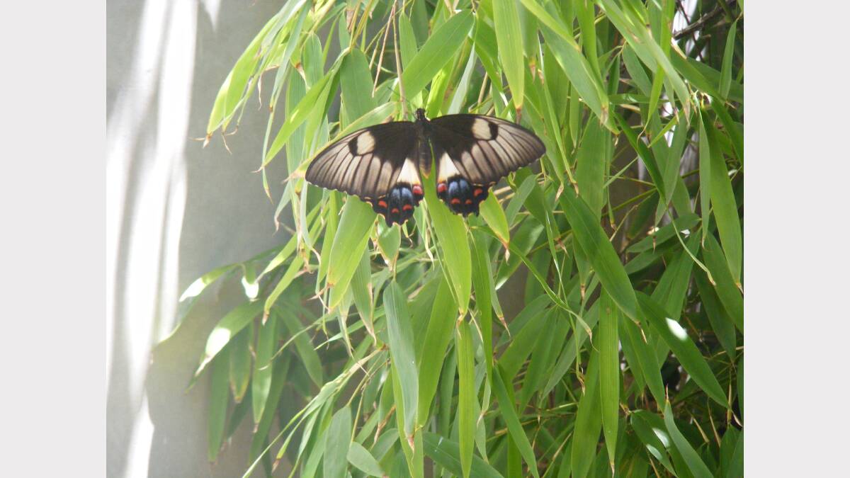 OBERON: It wasn't too warm outside for this butterfly in Oberon. Photo: Maureen Lawson. (Flick across to see more photos) 