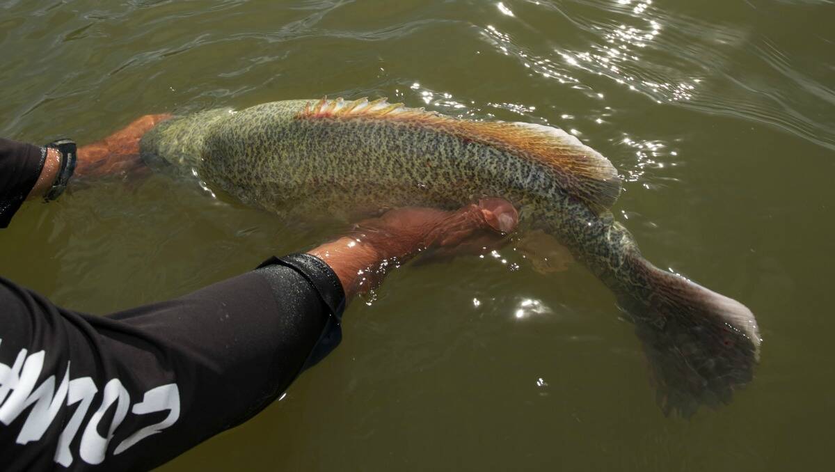 Dubbo's freshwater fishers will be able to target Murray cod from Saturday, December 1, when the NSW season reopens.