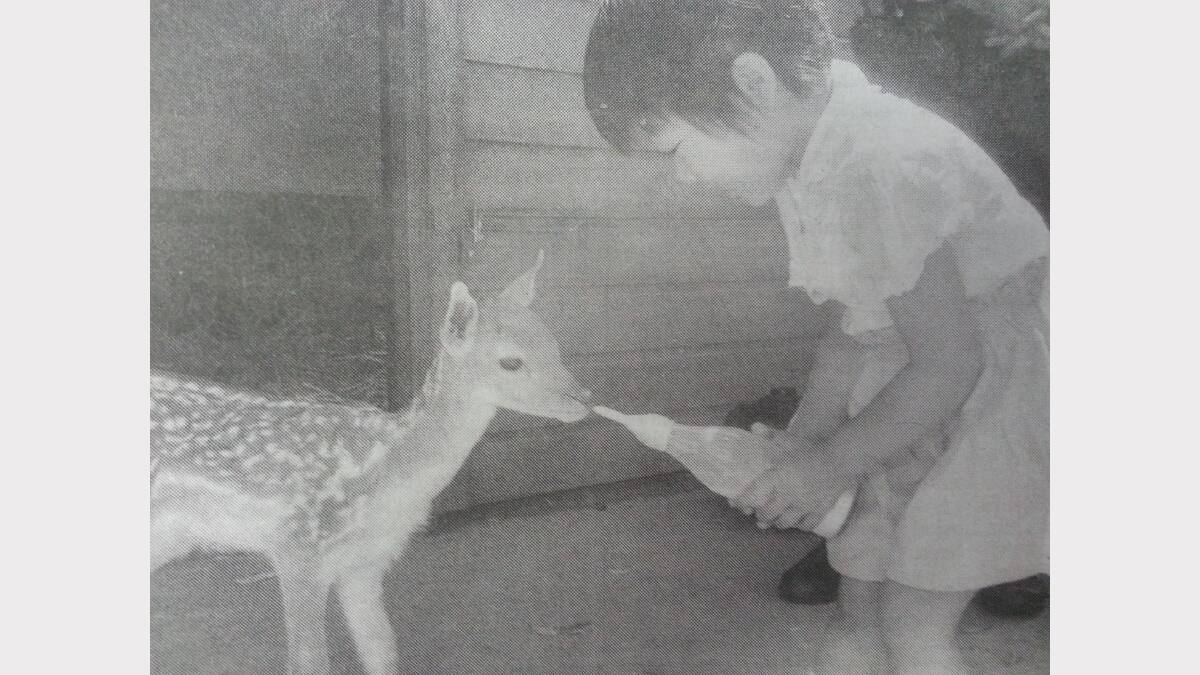 Celebrations at Western Plains Zoo where there was a new arrival. Zoo visitor Angle Hwang feeds the baby deer a bottle. 