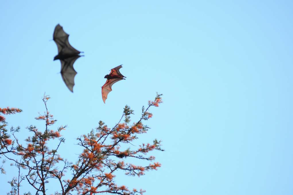 THE biodoversity hot spot of Dubbo is again attracting fly-in fly-out tourists that are known for crashing the city's spring party, including this little red flying-fox and a mate over Victoria Park. Photo: LOUISE DONGES