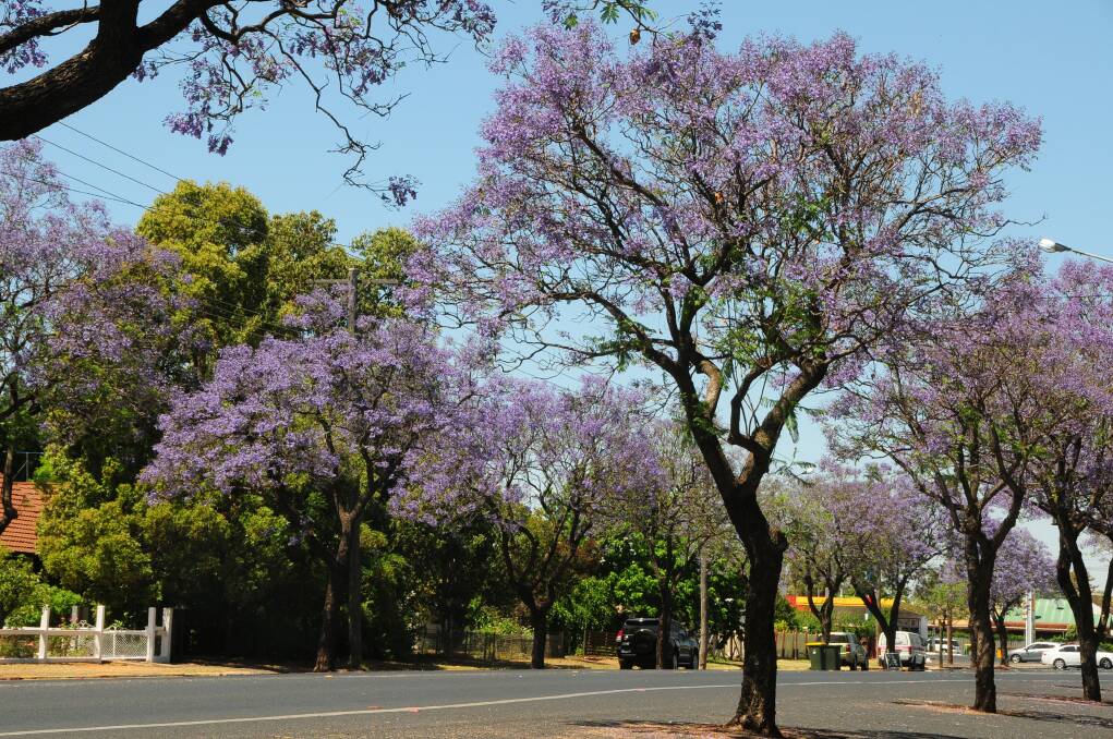 Jacaranda trees in Fitzroy Street and Victoria Street are putting on their annual show. Photo: LOUISE DONGES
