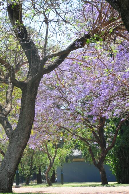 Jacaranda trees in Fitzroy Street and Victoria Street are putting on their annual show. Photo: LOUISE DONGES