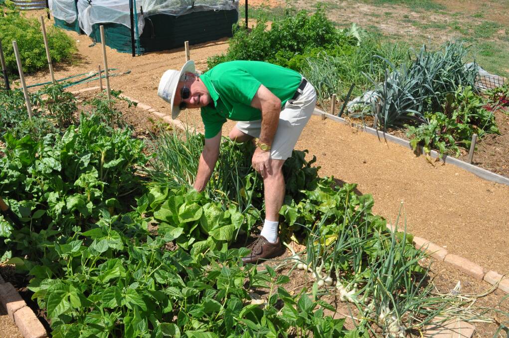 Donald Stephens digging up his lettuce at the OEC community garden. Photo: OLIVIA LAMBERT