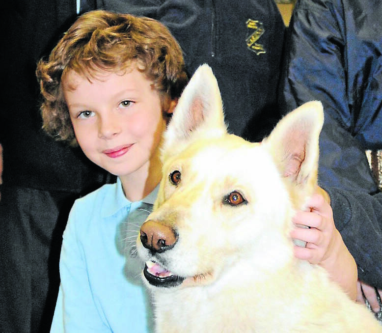 BATHURST: Labrador-cross husky involved in the Dogs For Diggers program needs a name. Photo: CHRIS SEABROOK 
