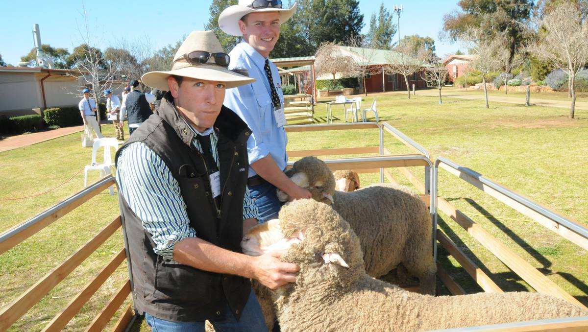 Tom Tourle from TAFE Western inspects the sheep.