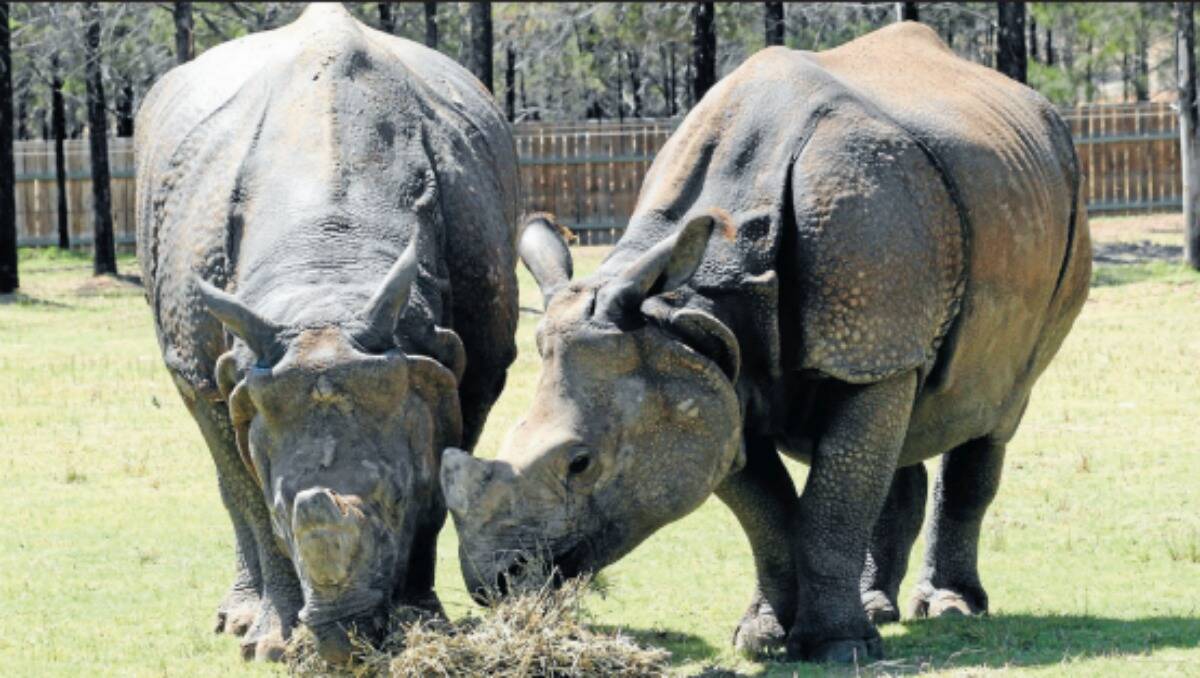 Greater one-horned rhinos Dora and Amala getting to know each other. Photo: Taronga Western Plains Zoo