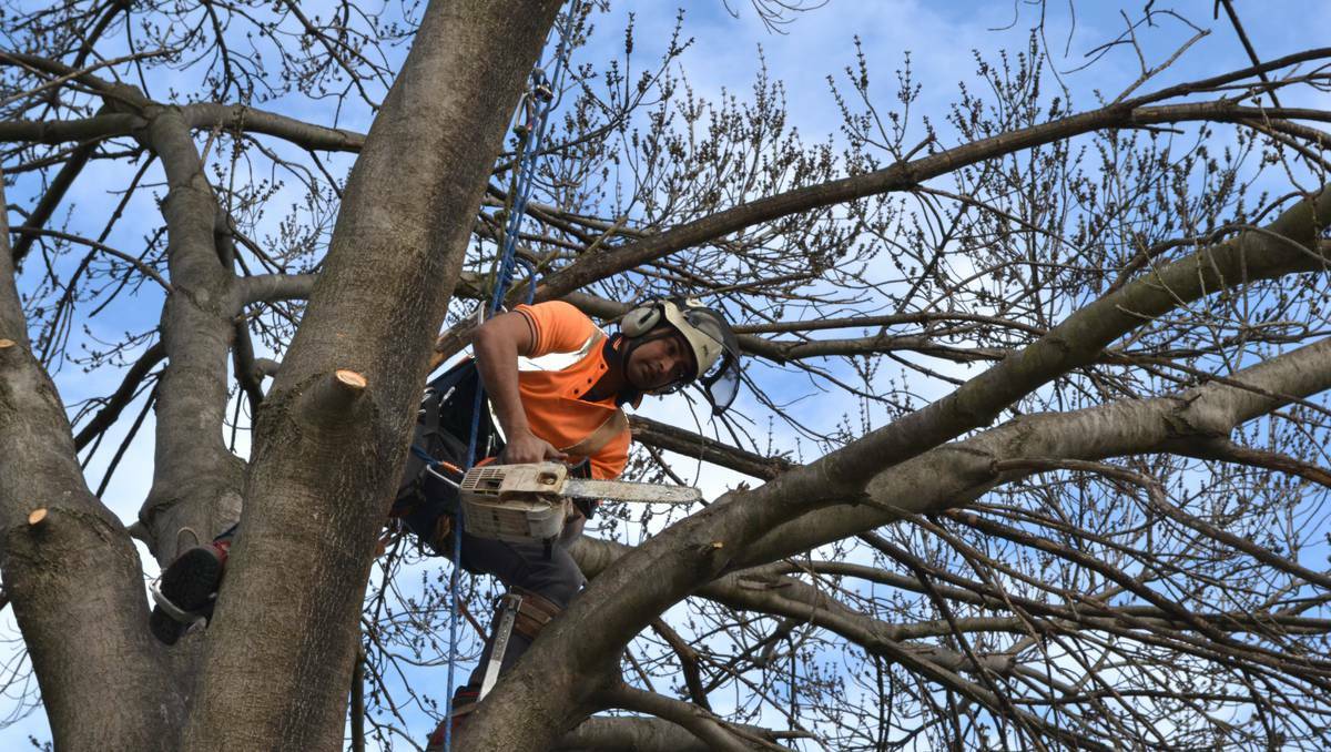 BATHURST: Arborist Oliver Shoemark takes the chainsaw to a 30-year-old claret ash tree in the grounds of Churches Nursery. He says he has lost count of the number of trees that have needed removing because they were planted in the wrong spot. Photo: BRIAN WOOD 080613bwtree1