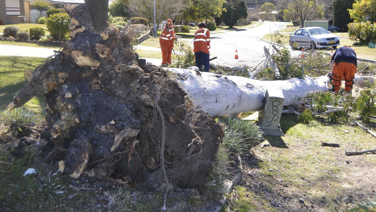 LITHGOW: Members of the Lithgow SES (pictured) were called out to cut the tree into manageable lengths and remove it.
