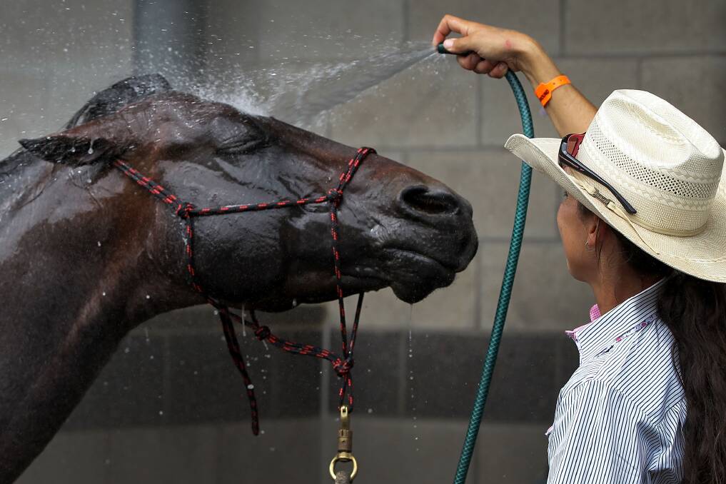 A woman hoses down a horse during the Sydney Royal Easter Show in Sydney, Australia. Photo by Lisa Maree Williams/Getty Images