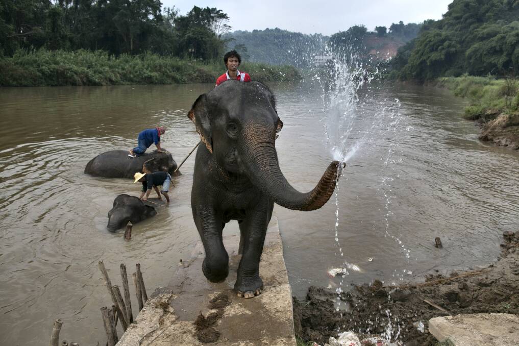 A mahout rides his elephant after bathing at an elephant camp at the Anantara Golden Triangle resort in Golden Triangle, northern Thailand. Photo by Paula Bronstein/Getty Images