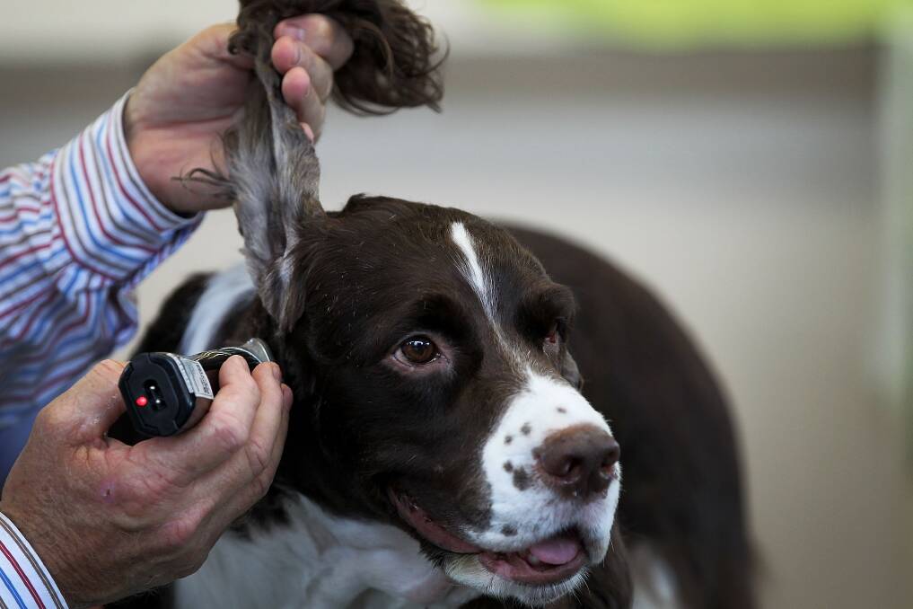 A man grooms his dog 'Champion Azucroft Zip-a-Dee-Doo-Dah' at the Purina Sydney Royal Dog Show during the Sydney Royal Easter Show in Sydney, Australia. Photo by Lisa Maree Williams/Getty Images
