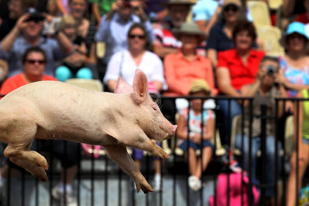 A diving pig performs at the Davidson Plaza during the Sydney Royal Easter Show in Sydney, Australia. Photo by Lisa Maree Williams/Getty Images