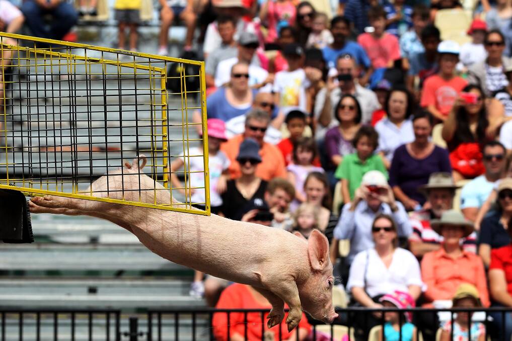 A diving pig performs at the Davidson Plaza during the Sydney Royal Easter Show in Sydney, Australia. Photo by Lisa Maree Williams/Getty Images