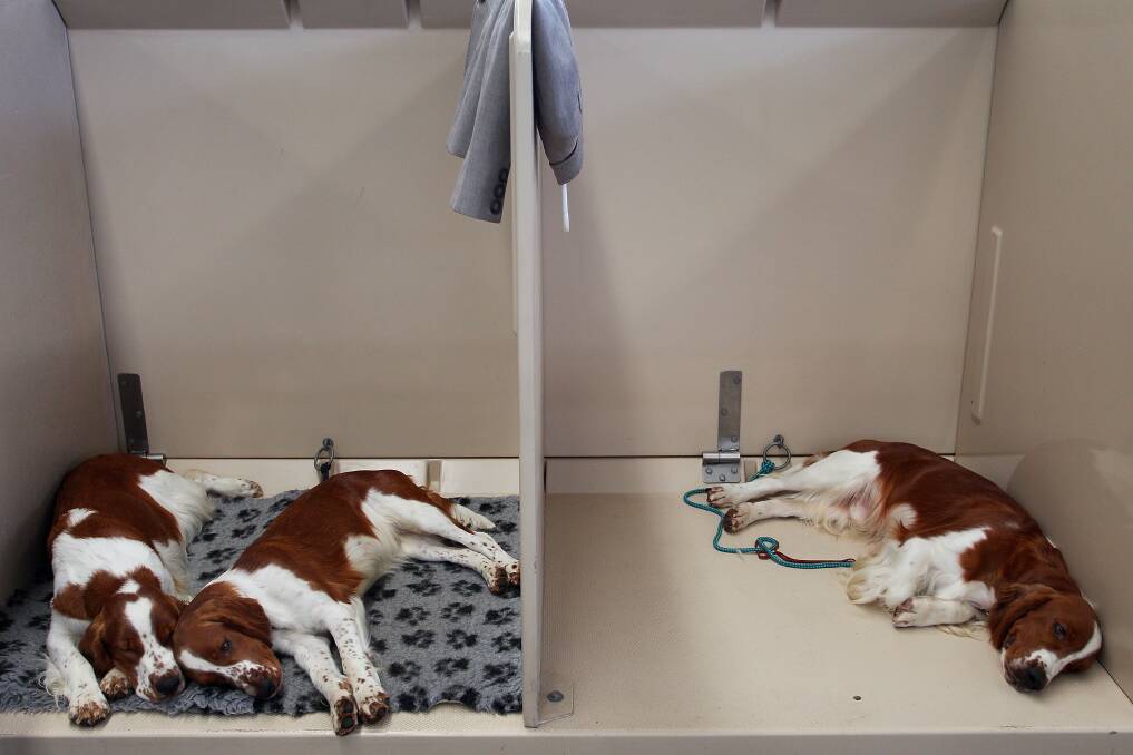 Dogs relax backstage at the Purina Sydney Royal Dog Show at the Sydney Royal Easter Show in Sydney, Australia. Photo by Lisa Maree Williams/Getty Images