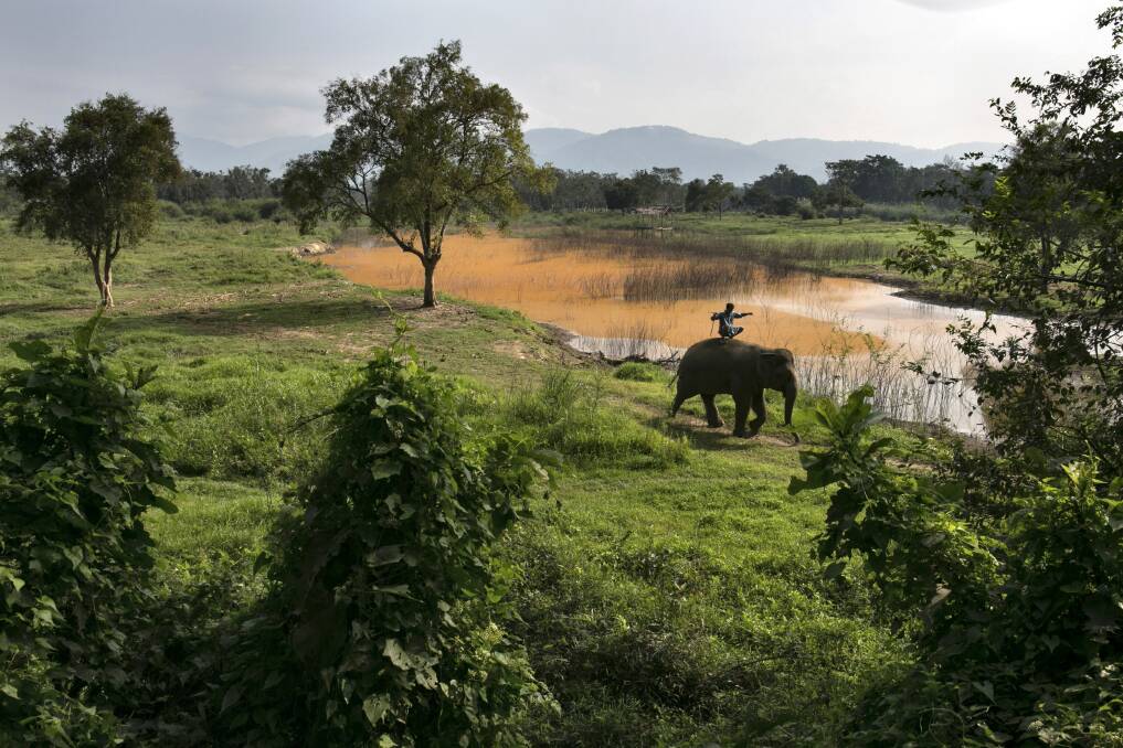 A Thai elephant and a mahout ride along the field at an elephant camp at the Anantara Golden Triangle resort on December 10, 2012 in Golden Triangle, northern Thailand. Photo by Paula Bronstein/Getty Images
