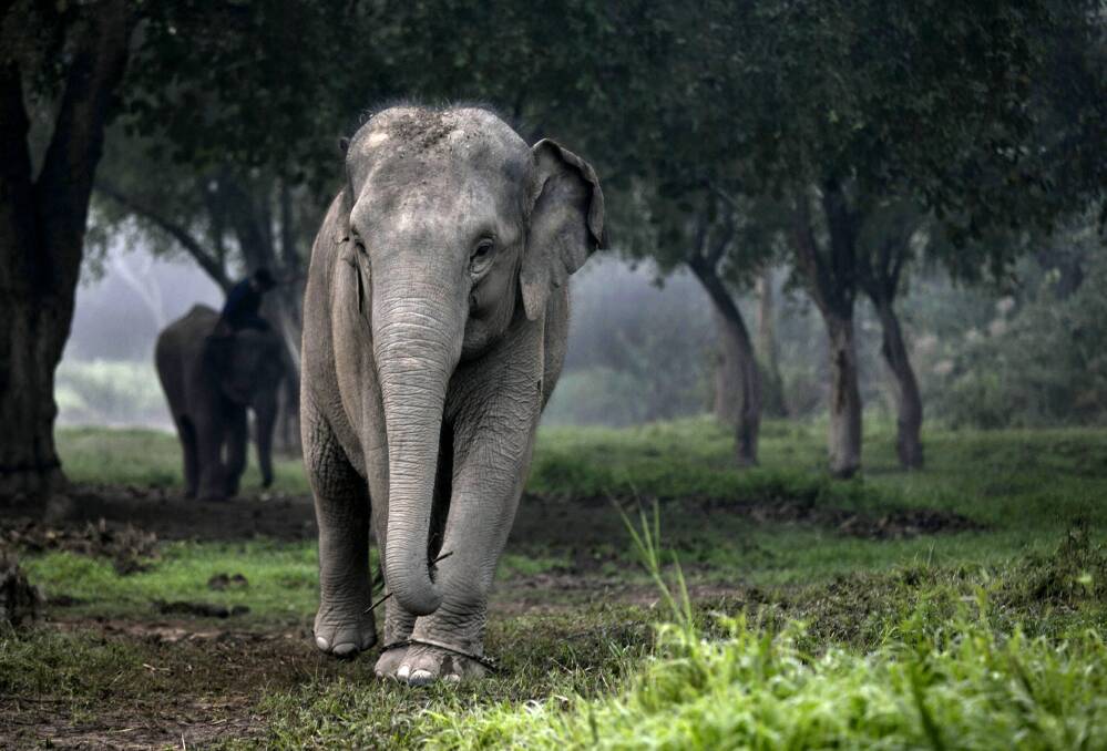 A Thai elephant walks in the jungle in the early morning fog at an elephant camp at the Anantara Golden Triangle resort in Golden Triangle, northern Thailand. Photo by Paula Bronstein/Getty Images
