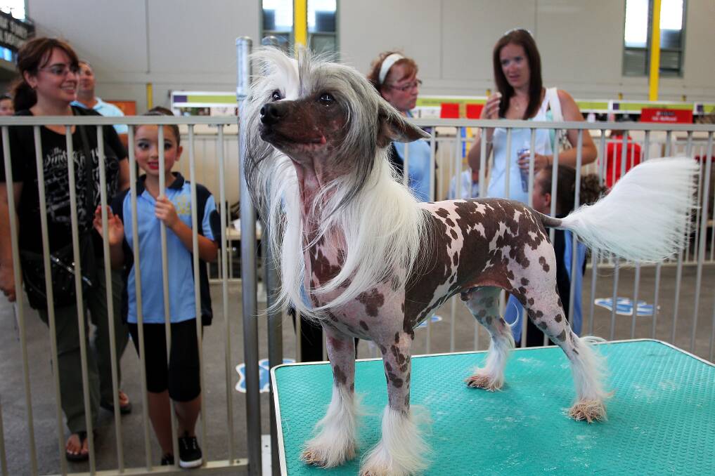 Jay prepares backstage at the Purina Sydney Royal Dog Show at the Sydney Royal Easter Show in Sydney, Australia. Photo by Lisa Maree Williams/Getty Images