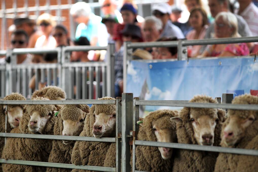 Crowds watch the 'Bonnie Yard Dogs Show' at the Sydney Royal Easter Show in Sydney, Australia. Photo by Lisa Maree Williams/Getty Images