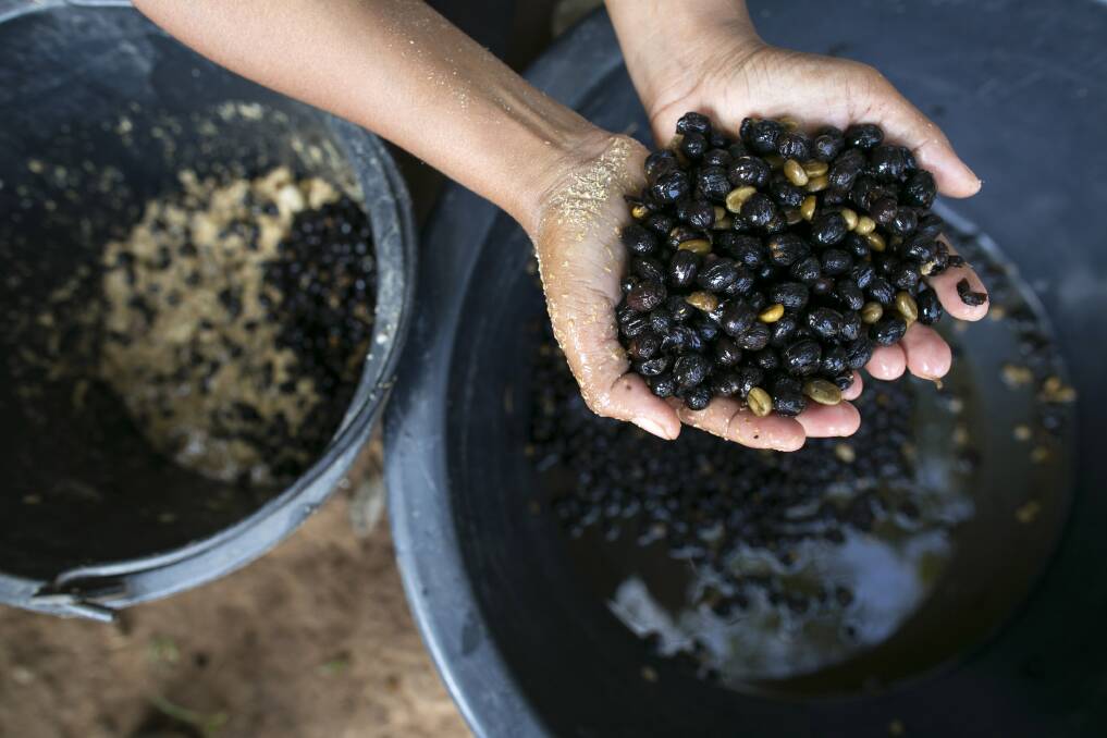 Coffee beans are seen being put into a mixture with fruit and rice that will be fed to some elephants at an elephant camp at the Anantara Golden Triangle resort in Golden Triangle, northern Thailand. Photo by Paula Bronstein/Getty Images