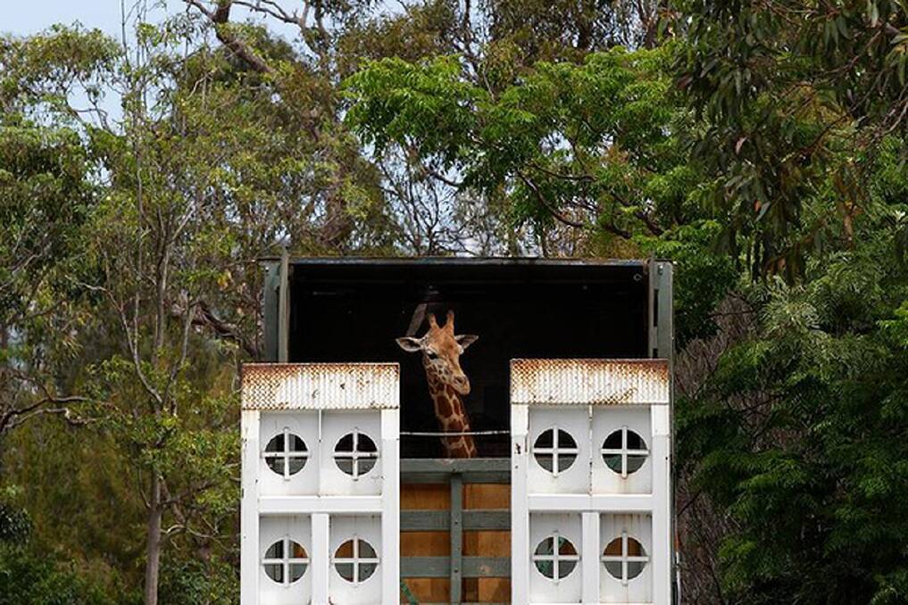Kitoto the Giraffe arrives at Taronga Zoo from Dubbo. Photo: Dallas Kilponen