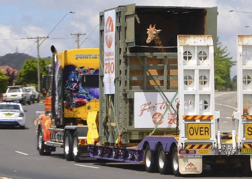 The Great Western Highway at Lithgow. Kitoto, the newest member of Taronga's Giraffe herd, travels by road from Dubbo in her custom-built travelling crate. Photo: Lithgow Mercury