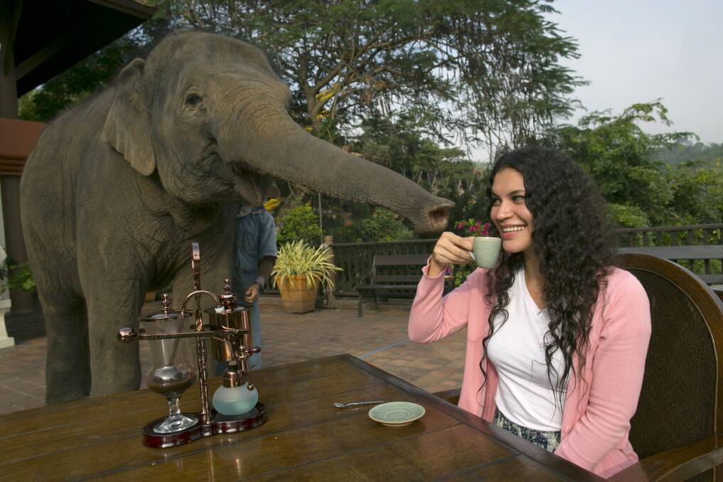 Miki Giles from Hong Kong tastes the Black Ivory Coffee at breakfast as Meena, a 6 year old baby elephant, gets curious at the Anantara Golden Triangle resort December 10, 2012 in Golden Triangle, northern Thailand. Photo by Paula Bronstein/Getty Images