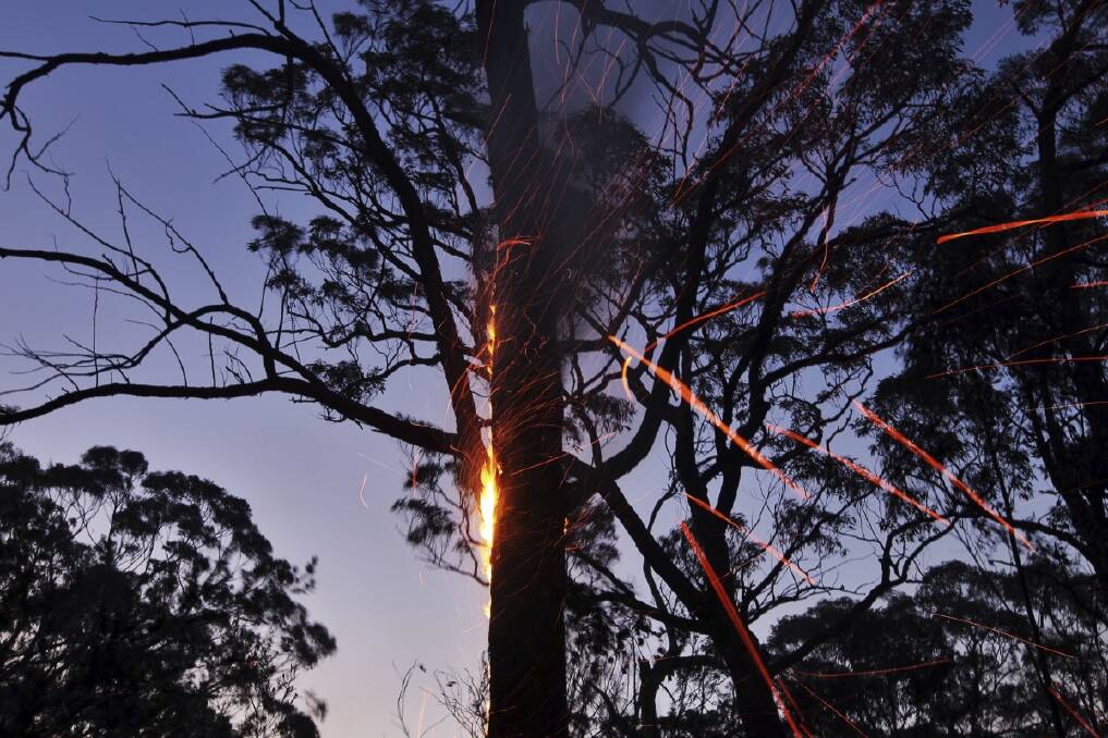 Embers blow from a burning tree as high winds still impact the Bilpin and Blue Mountains Lagoon area. Photo: Nick Moir 