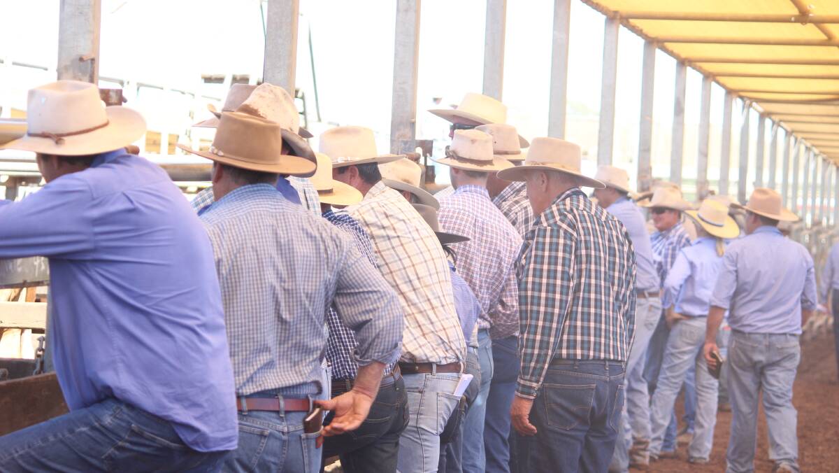 A time when people could be packed in like sardines ringside at the saleyards. Photo: Lucy Kinbacher