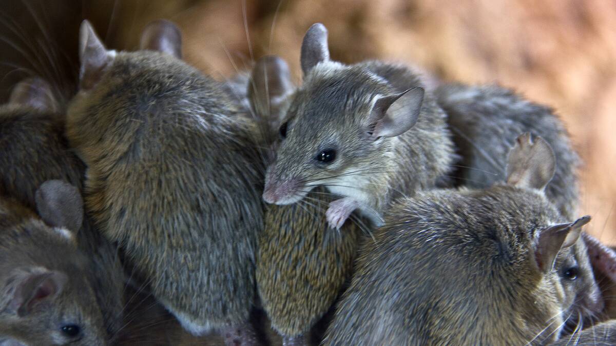 Government splashes more cash for mouse plague