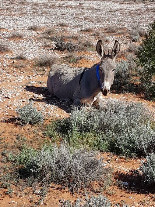 How four 'Judas donkeys' with GPS collars will help fight a major pest