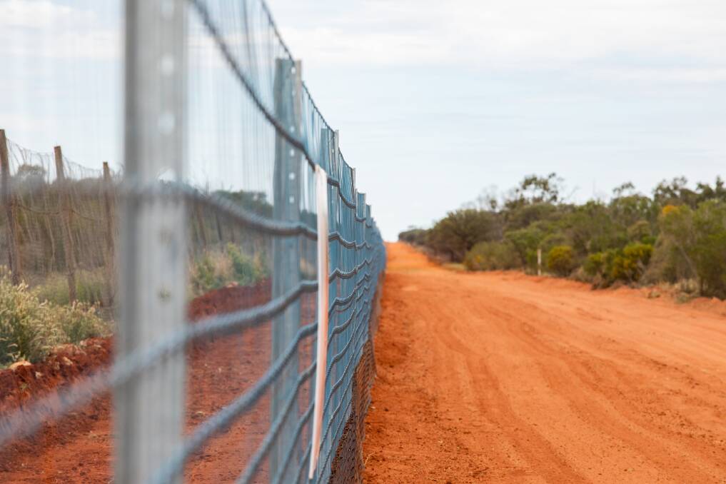 Graziers fighting 'losing battle' over wild dogs but fence aims to change that