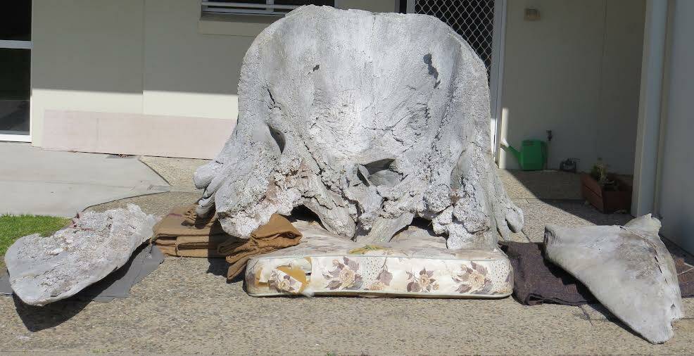 The missing sperm whale skull returned to Eden Killer Whale Museum, August 23, 2023. Picture by Angela George. 